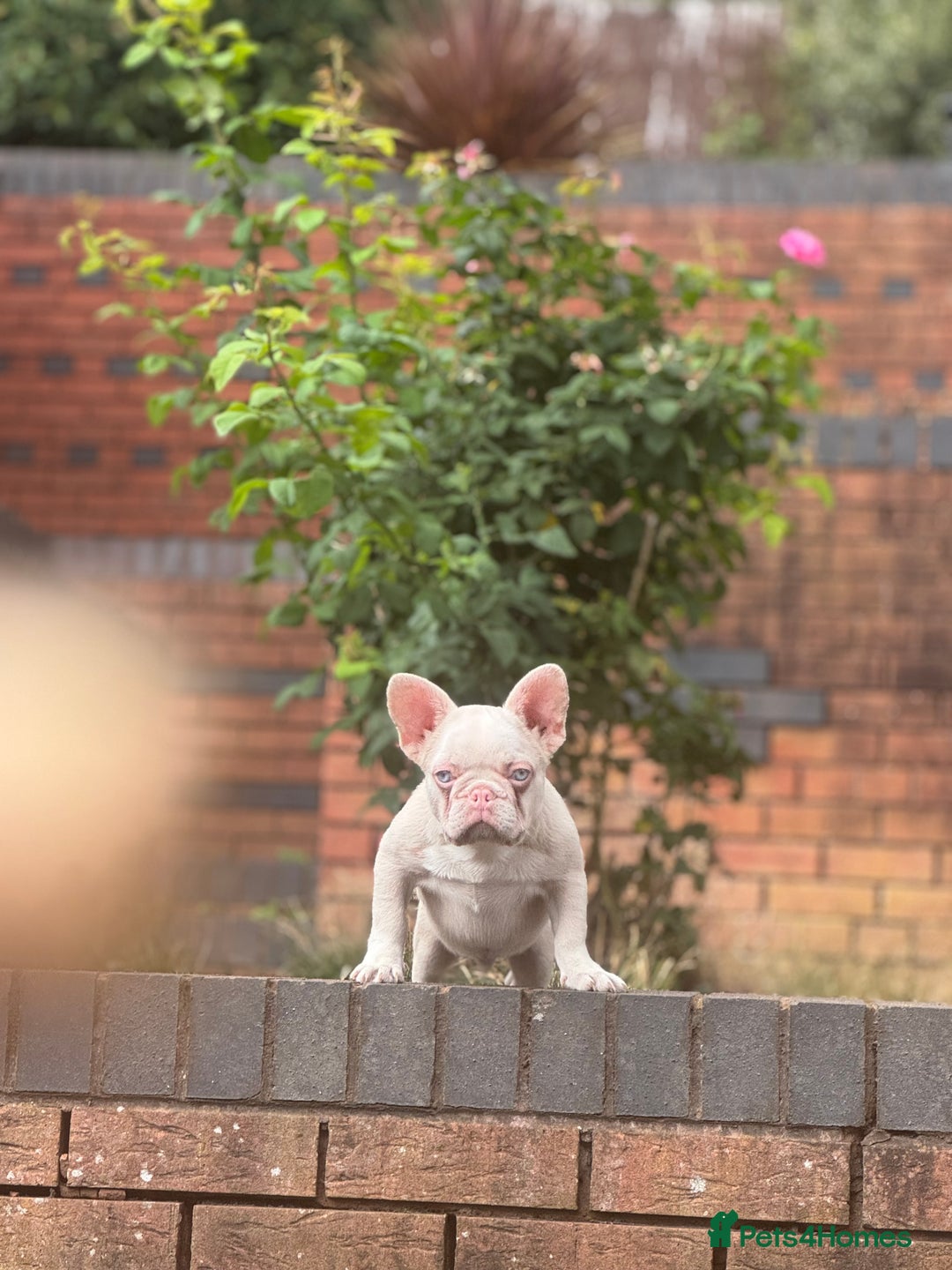 French Bulldog dogs for sale: PRICE REDUCED!! PINK HUSKY FRENCH BULLDOGS - Image 13