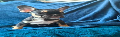 Black and tan female