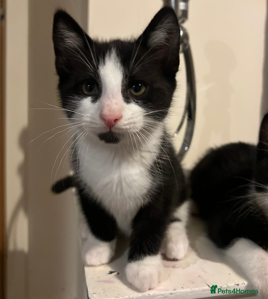 Domestic Shorthair cats for sale: 3 Handsome kittens black+white  - Image 5