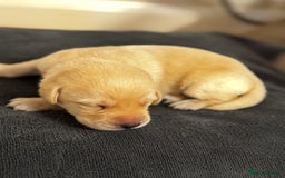 Labrador Retriever dogs for sale: Stunning, White/Yellow KC Registered Labrador Pups - Image 29
