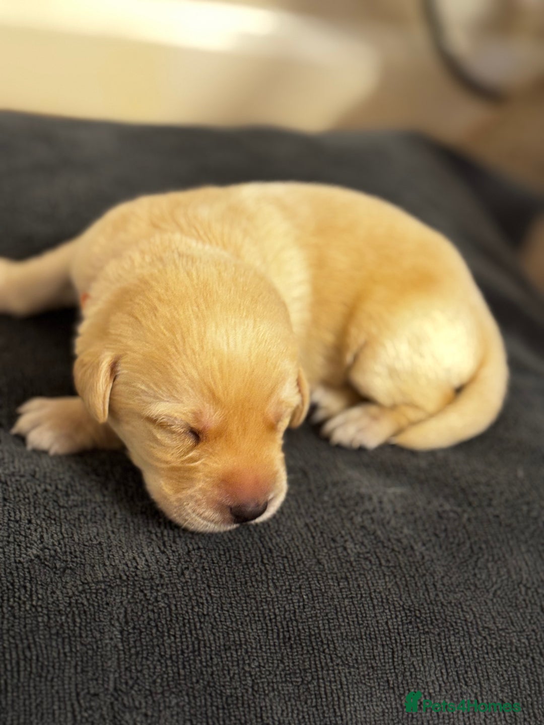 Labrador Retriever dogs for sale: Stunning, White/Yellow KC Registered Labrador Pups - Image 29