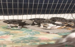 Mixed Breed dogs for sale: Cocker spaniel x Jug puppies  - Image 8