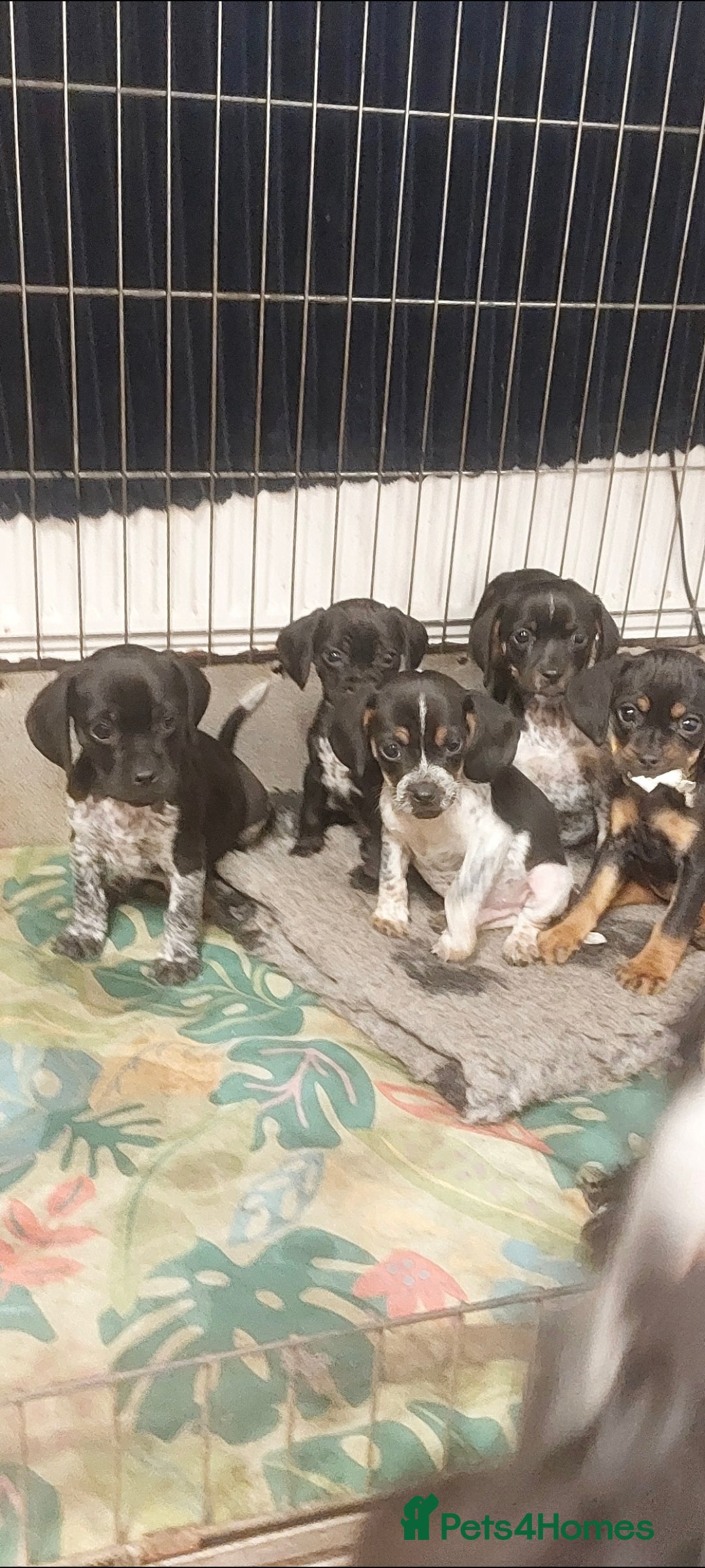Mixed Breed dogs for sale: Cocker spaniel x Jug puppies  - Image 8