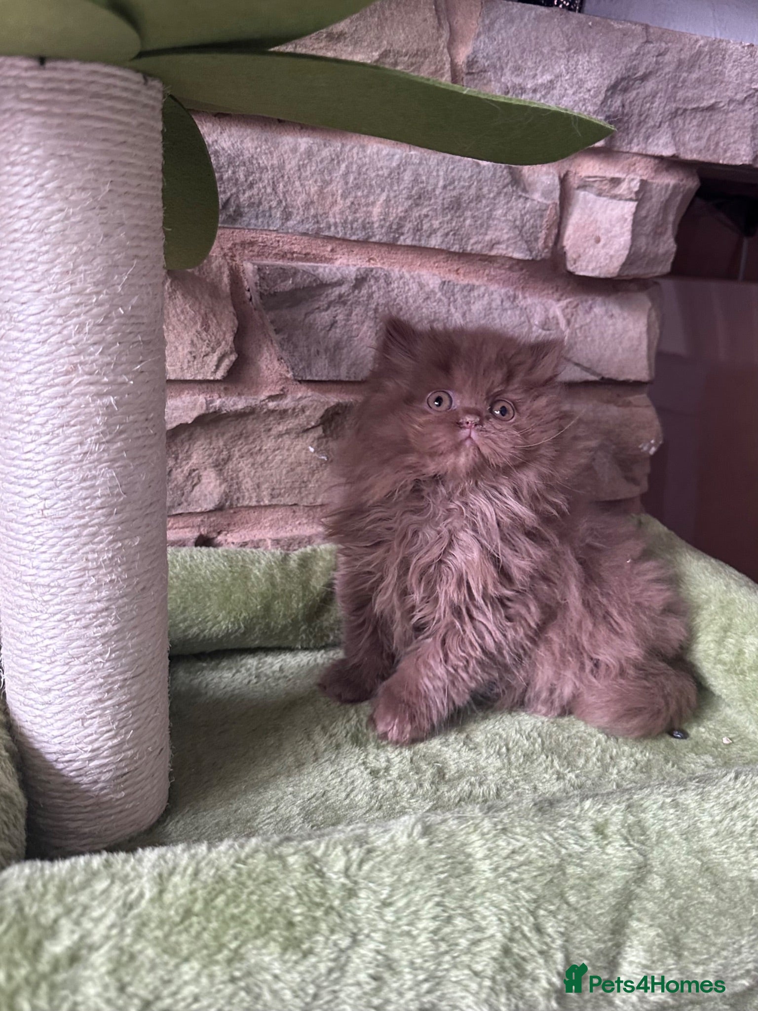 British Longhair cats Last kitten available British longhair cinnamon  - Advert 1