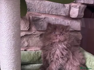 British Longhair cats Last kitten available British longhair cinnamon - Advert 8