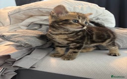 Brazilian Shorthair cats for sale: Kittens Breed From Brazilian Short Haired Mum  - Image 5