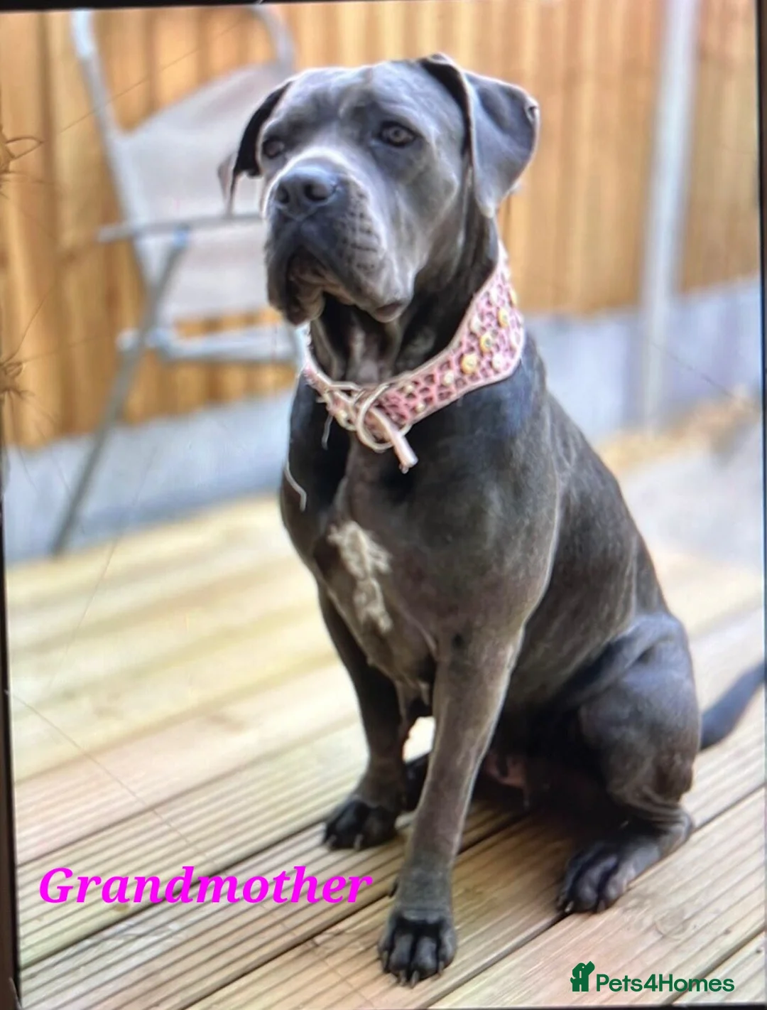 Cane Corso dogs for sale: Stunning 4th Generation Cane Corse Pups  - Advert 7