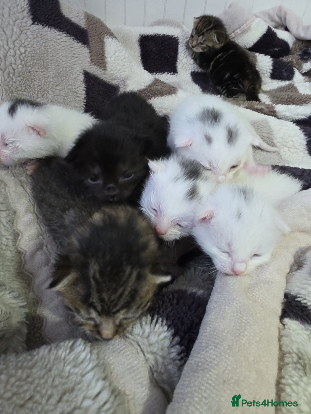 Mixed Breed cats for sale: Mixed kittens😻😽Ragdoll x domestic 🙀👌 - Advert 20