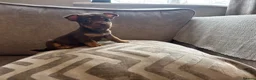 Jack Russell dogs for sale: Miniature Jack Russell  - Advert 11