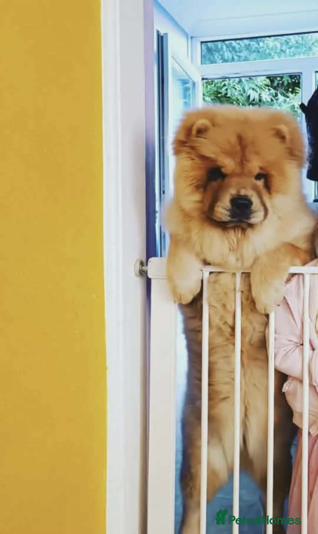 Chow Chow dogs KC REGISTERED POPPY  - Advert 1