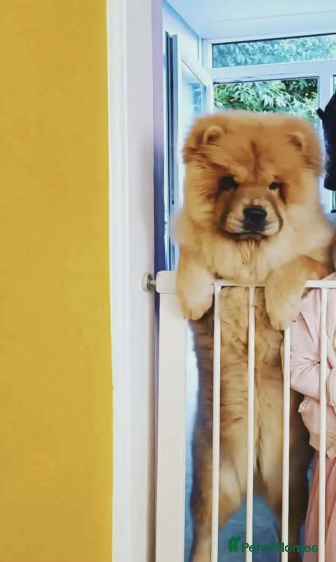 Chow Chow dogs for sale: KC REGISTERED POPPY  - Advert 1