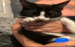 British Longhair cats for sale: Gorgeous long and shorted haired ready now 🩷💙 - Image 3