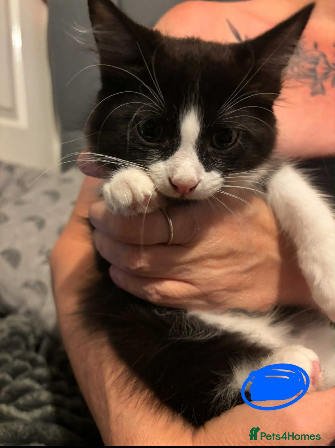 British Longhair cats for sale: Gorgeous long and shorted haired ready now 🩷💙 - Image 3