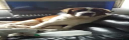 Saint Bernard dogs for sale: Saint Bernard girl look for a new home. - Advert 1