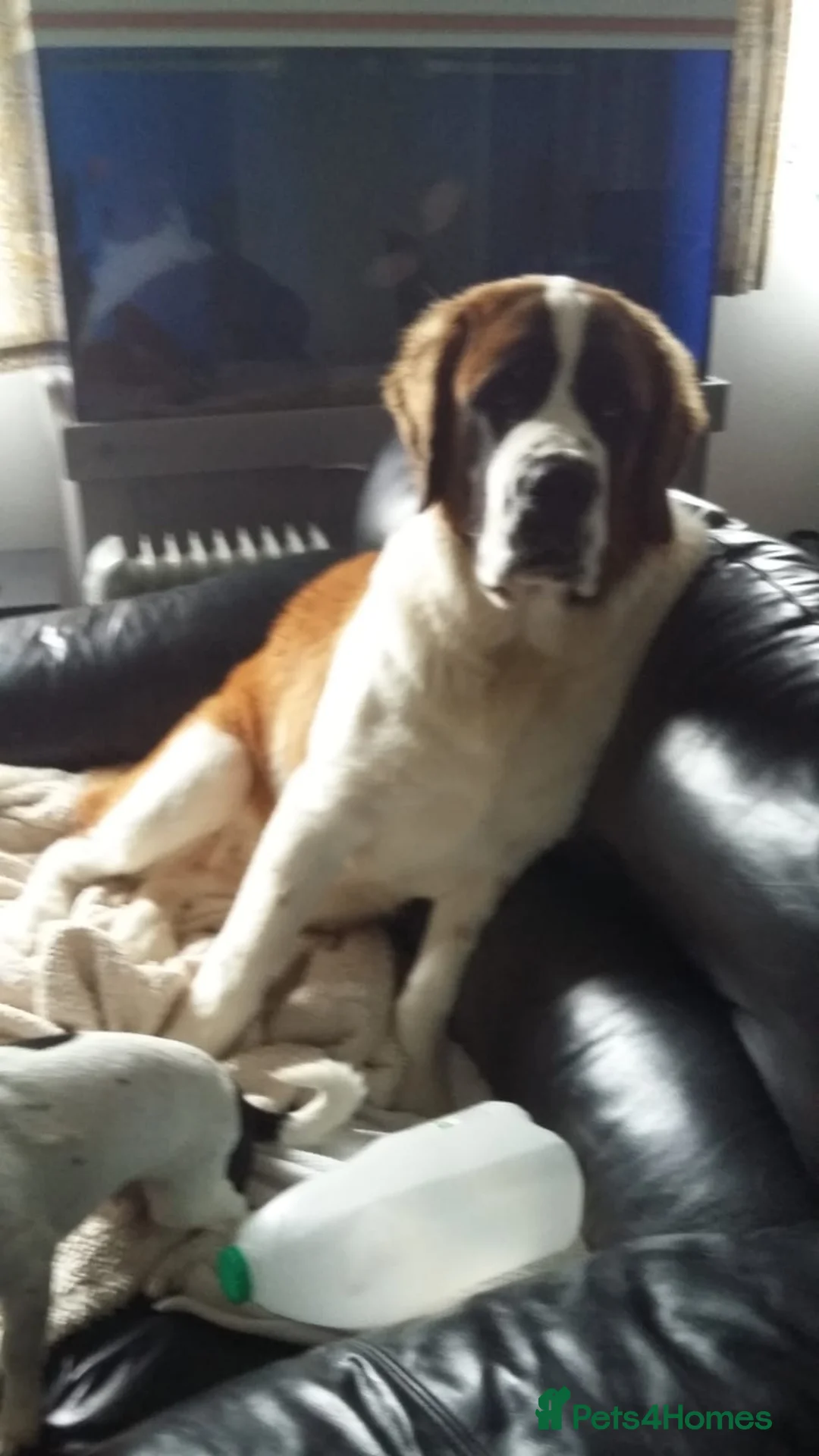 Saint Bernard dogs for sale: Saint Bernard girl look for a new home. - Advert 1