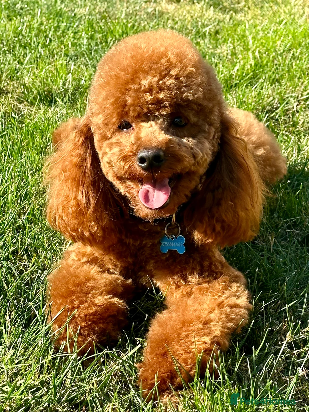 Toy Poodle dogs for stud: Health tested toy poodle for stud only  in Wisbech - Advert 2