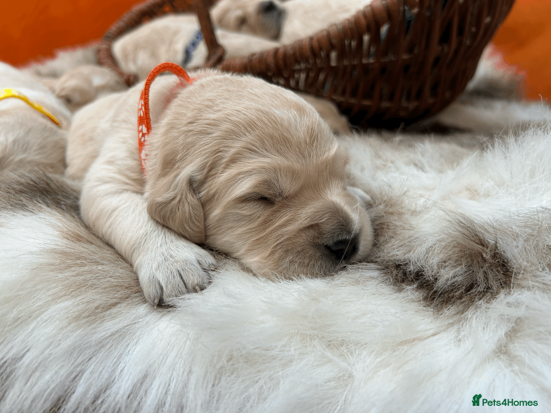 Golden Retriever dogs for sale: New Forest - Beautiful Golden Retriever Puppies  - Advert 3