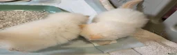 Ragdoll cats for sale: 2 Beautiful Ragdoll Kittens - Advert 10