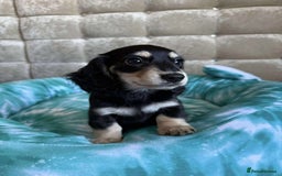 Dachshund dogs for sale: Miniature dachshund puppies  - Image 11
