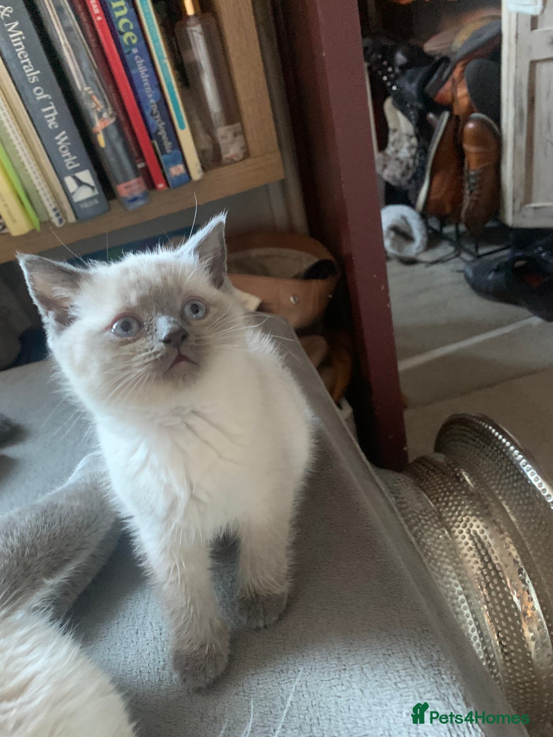 Persian cats for sale: cute 9wk old adorable bundle of joy Persian kitten - Advert 19