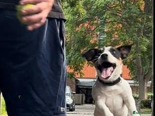 Jack Russell dogs Jack Russell Terrier Stud Available - Advert 15