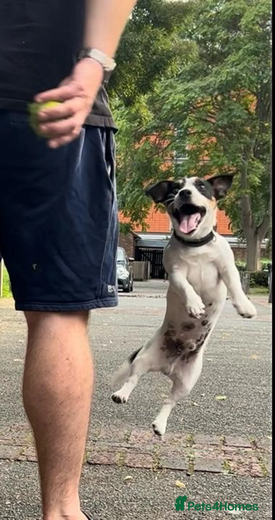 Jack Russell dogs for stud: Jack Russell Terrier Stud Available - Advert 1