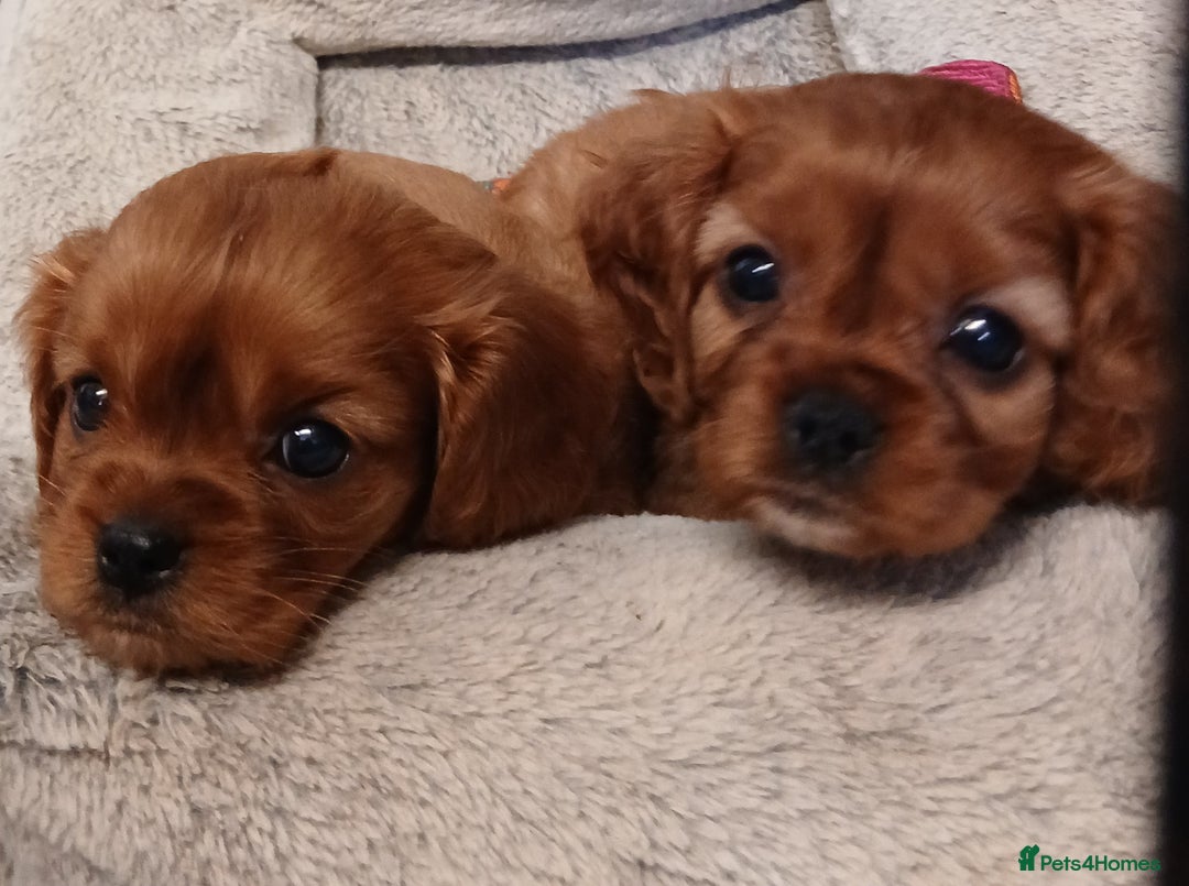 Cavalier King Charles Spaniel dogs for stud: Cavalier KC reg health tested proven stud  - Image 3