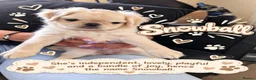 Pug dogs for sale: Very Rare long legged fluffy pugs in Hemel Hempstead - Advert 9
