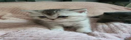 Scottish Fold cats for sale: 🐾 Adorable Scottish Fold Kittens  - Advert 7