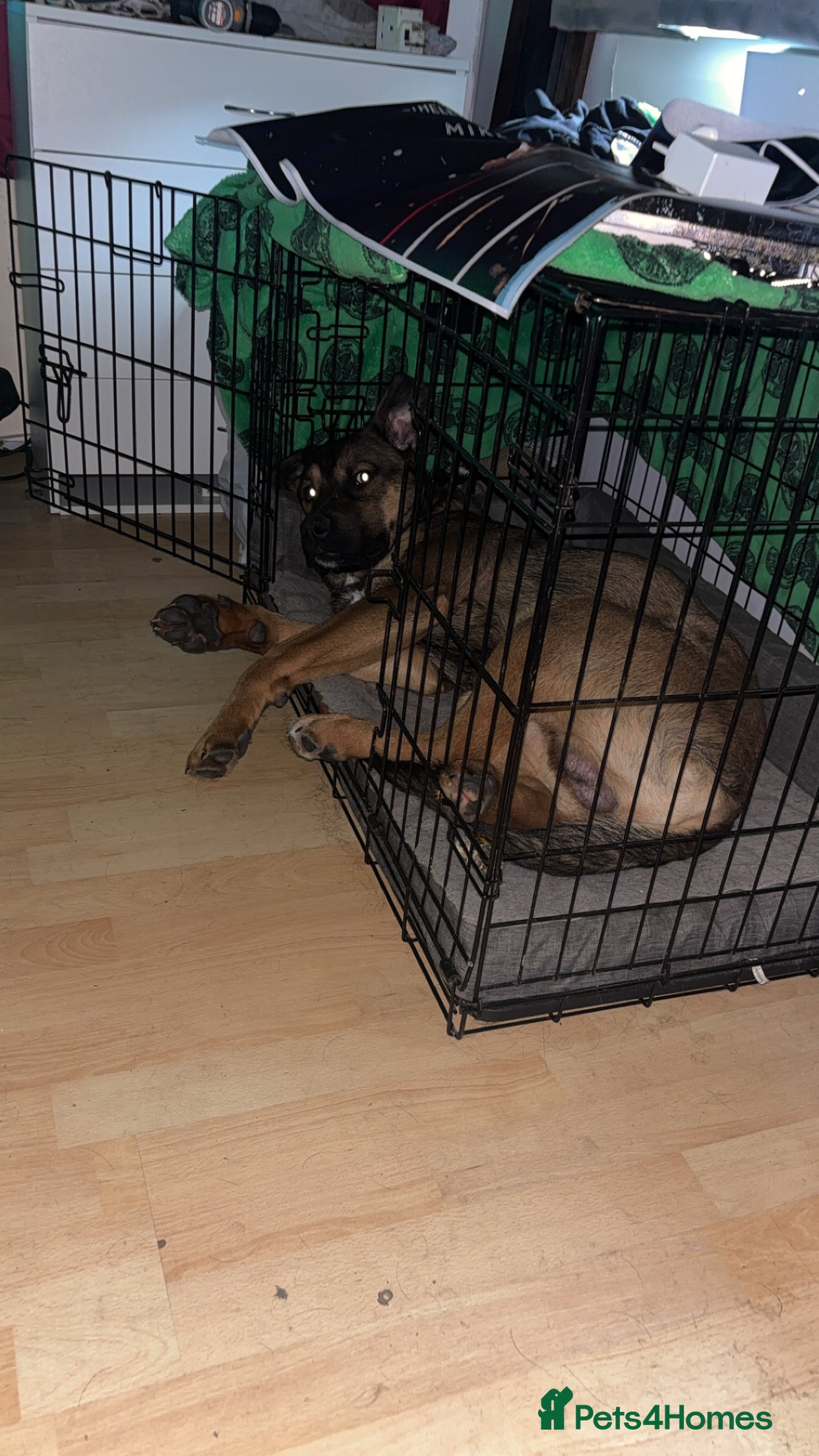 Mixed Breed dogs German shepherd x Rottweiler male  in Gorebridge - Advert 2