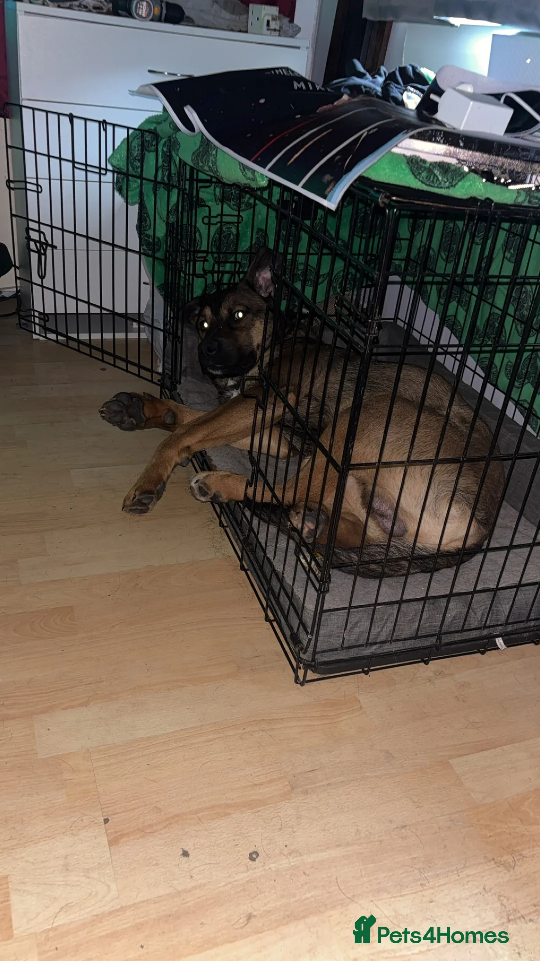 Mixed Breed dogs for sale: German shepherd x Rottweiler male  in Gorebridge - Advert 1