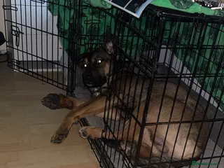 Mixed Breed dogs German shepherd x Rottweiler male in Gorebridge - Advert 1