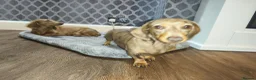 Miniature Dachshund dogs for sale: Looking for a loving home - Advert 9
