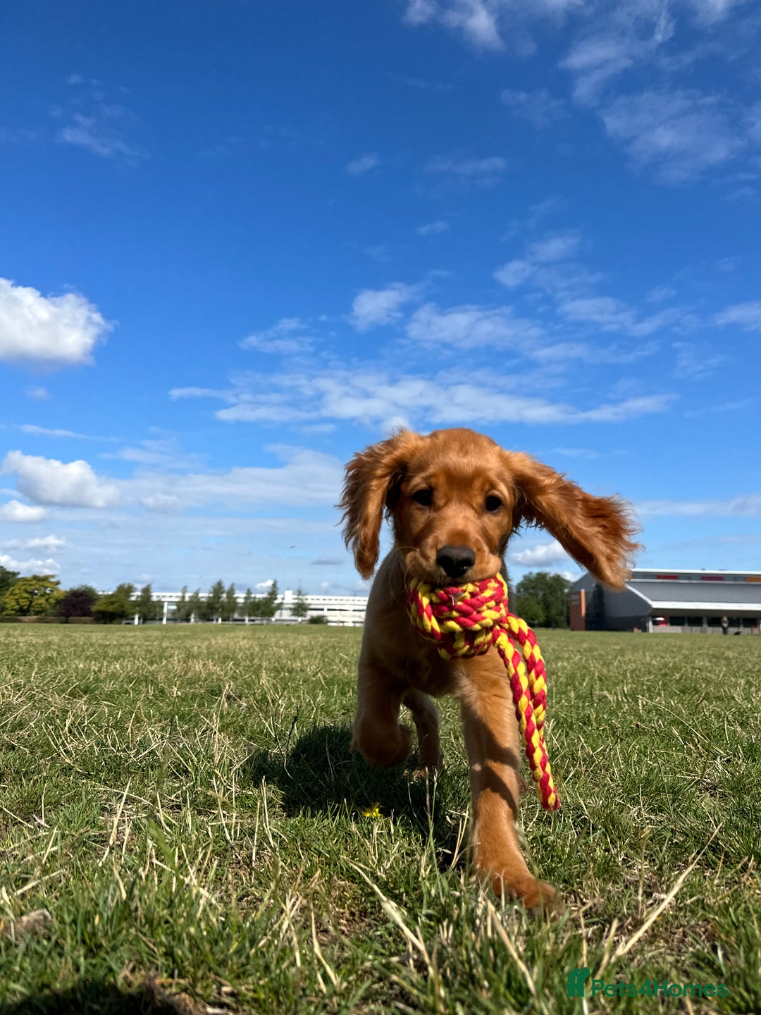 Cocker Spaniel dogs for sale: Pedigree Cocker Spaniel Puppies - Due Sept - Image 2
