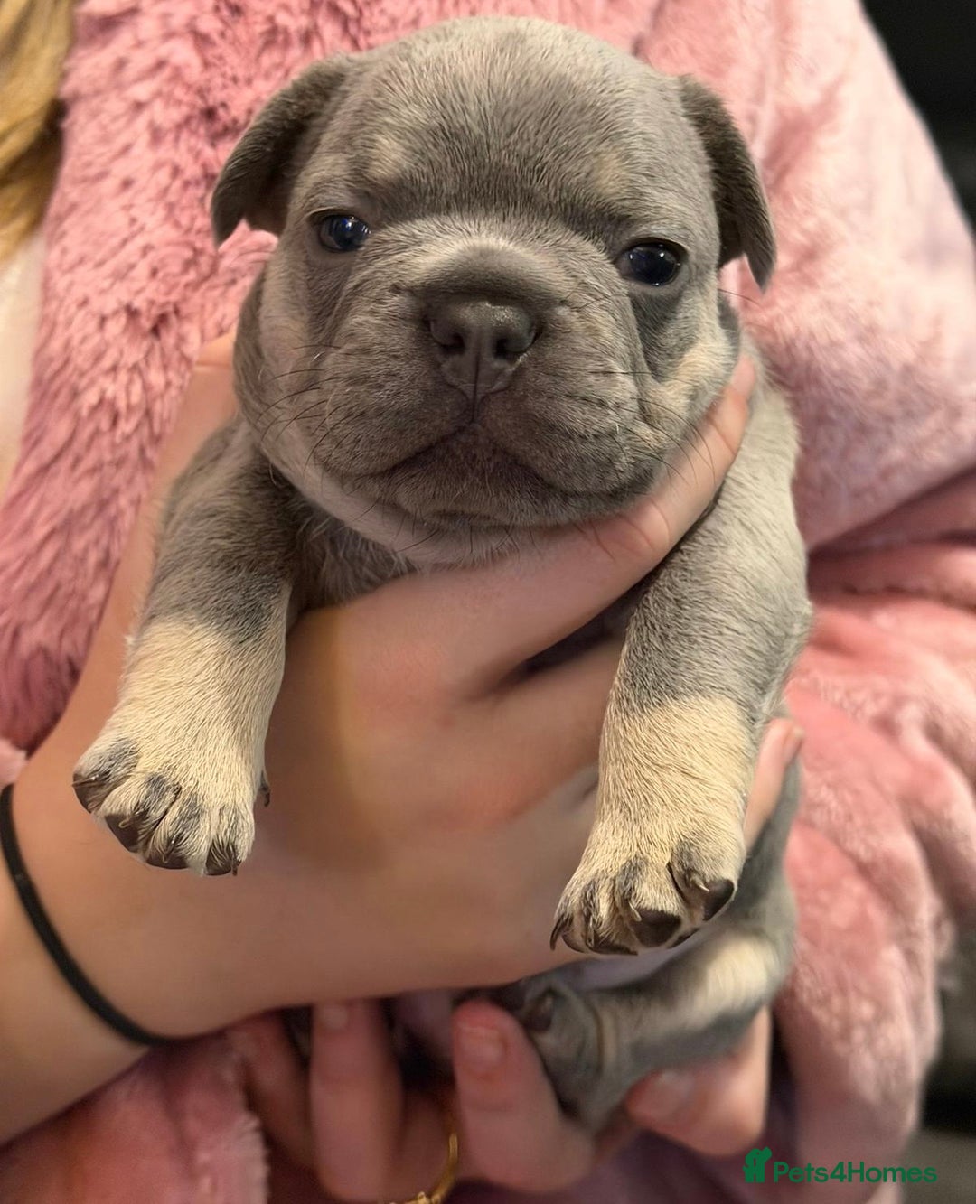 French Bulldog dogs for sale: French bulldog puppies  - Advert 5