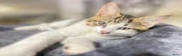 Norwegian Forest Cat cats for sale: Norwegian Forrest Cat mix bread  - Advert 11