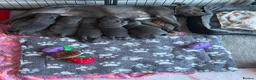Staffordshire Bull Terrier dogs for sale: Beautiful blue Staffordshire bull terrier puppies  in Coventry - Advert 14