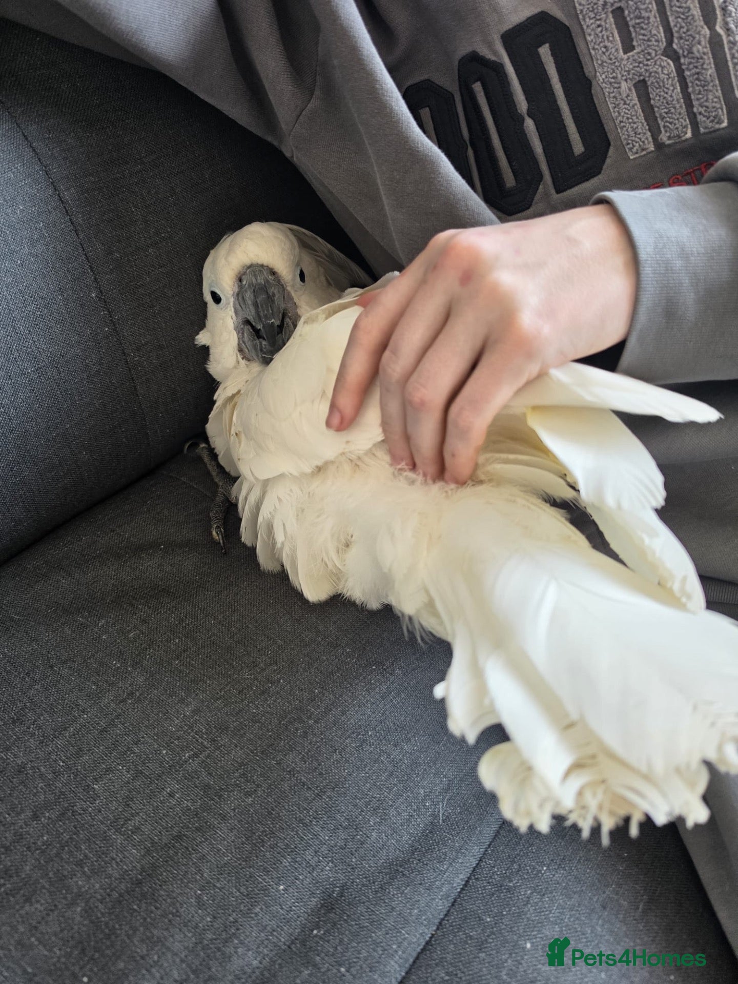 Cockatiels birds White umbrella cockatiel - Advert 1
