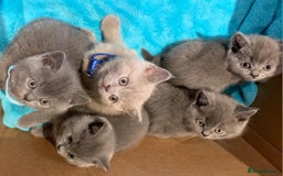 British Shorthair cats for sale: Full Pedigree stunning British Shorthair kittens  - Image 13