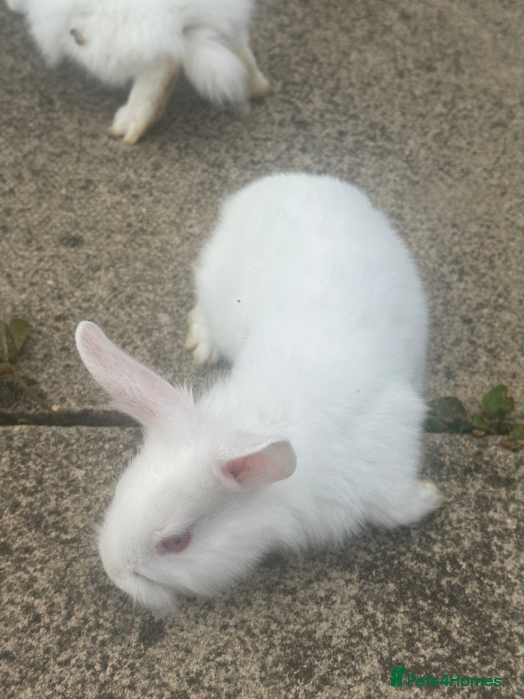 Mixed Breed rabbits for sale: Bunnies and rabbits for sale  - Image 4