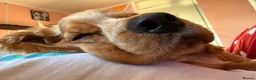 Cocker Spaniel dogs for sale: Cocker spaniel  in Tamworth - Advert 3