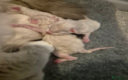 Ragdoll cats for sale: Ragdolls ready 10th January 26'💙 - Image 4