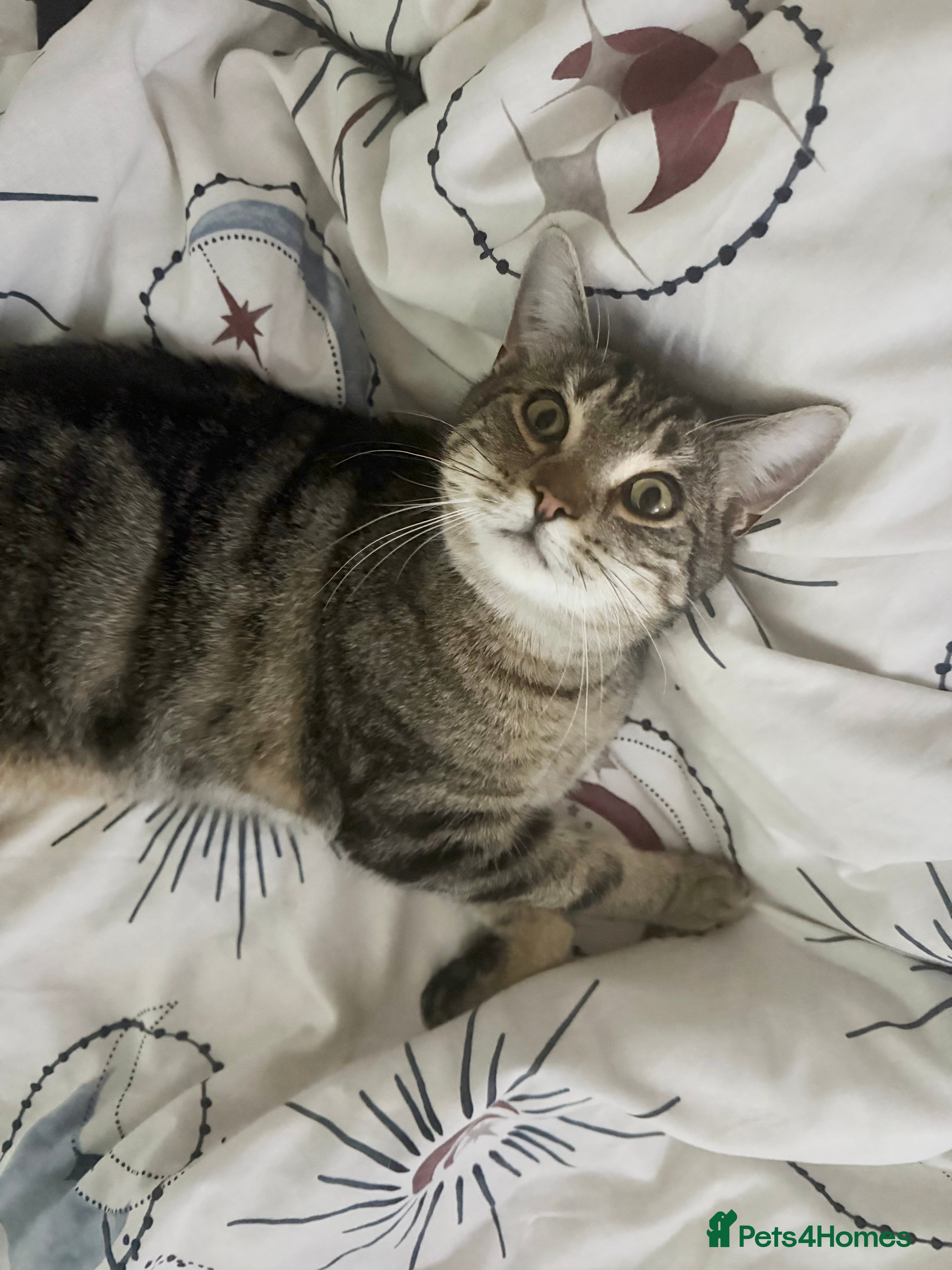 Domestic Shorthair cats 1 Year Old Male Tabby Kitten - Advert 1