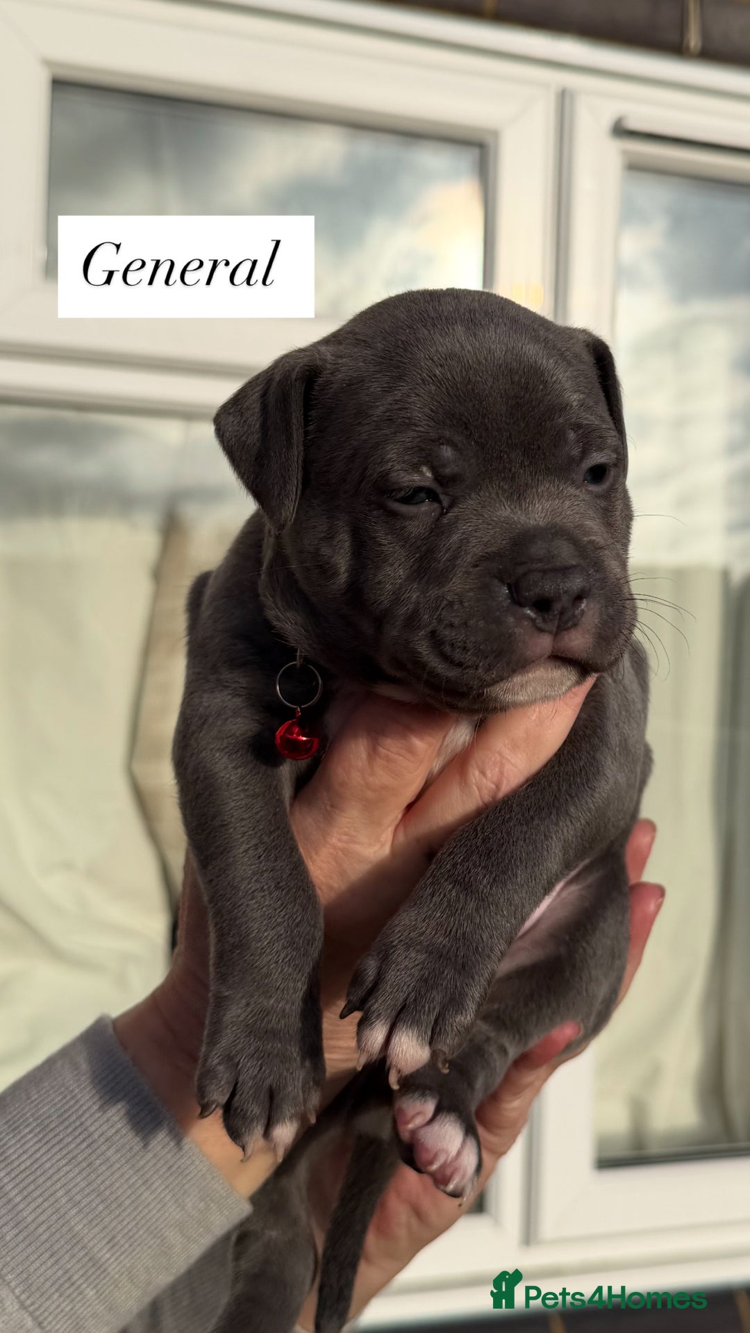 Staffordshire Bull Terrier dogs for sale: 5 beautiful blue Staffordshire puppies  - Advert 6