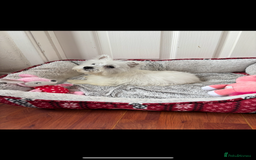 West Highland Terrier dogs for sale: 4 stunning west highland terrier puppies for sale - Image 3