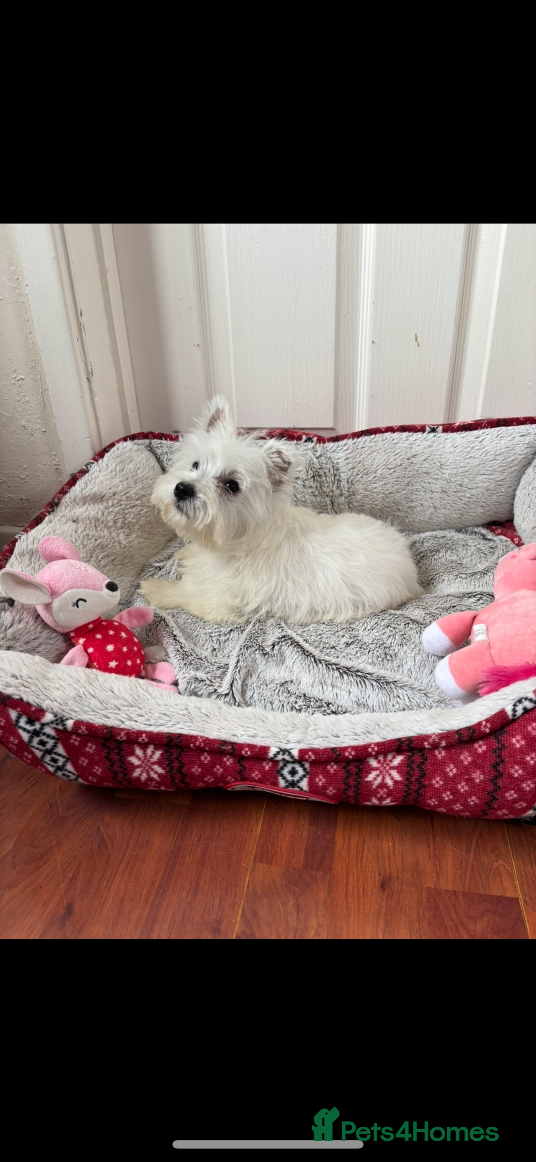 West Highland Terrier dogs for sale: 4 stunning west highland terrier puppies for sale - Image 3