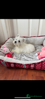 West Highland Terrier dogs - Advert 4