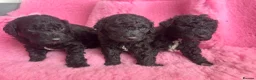 Goldendoodle dogs for sale: Beautiful Goldendoodles - Advert 24