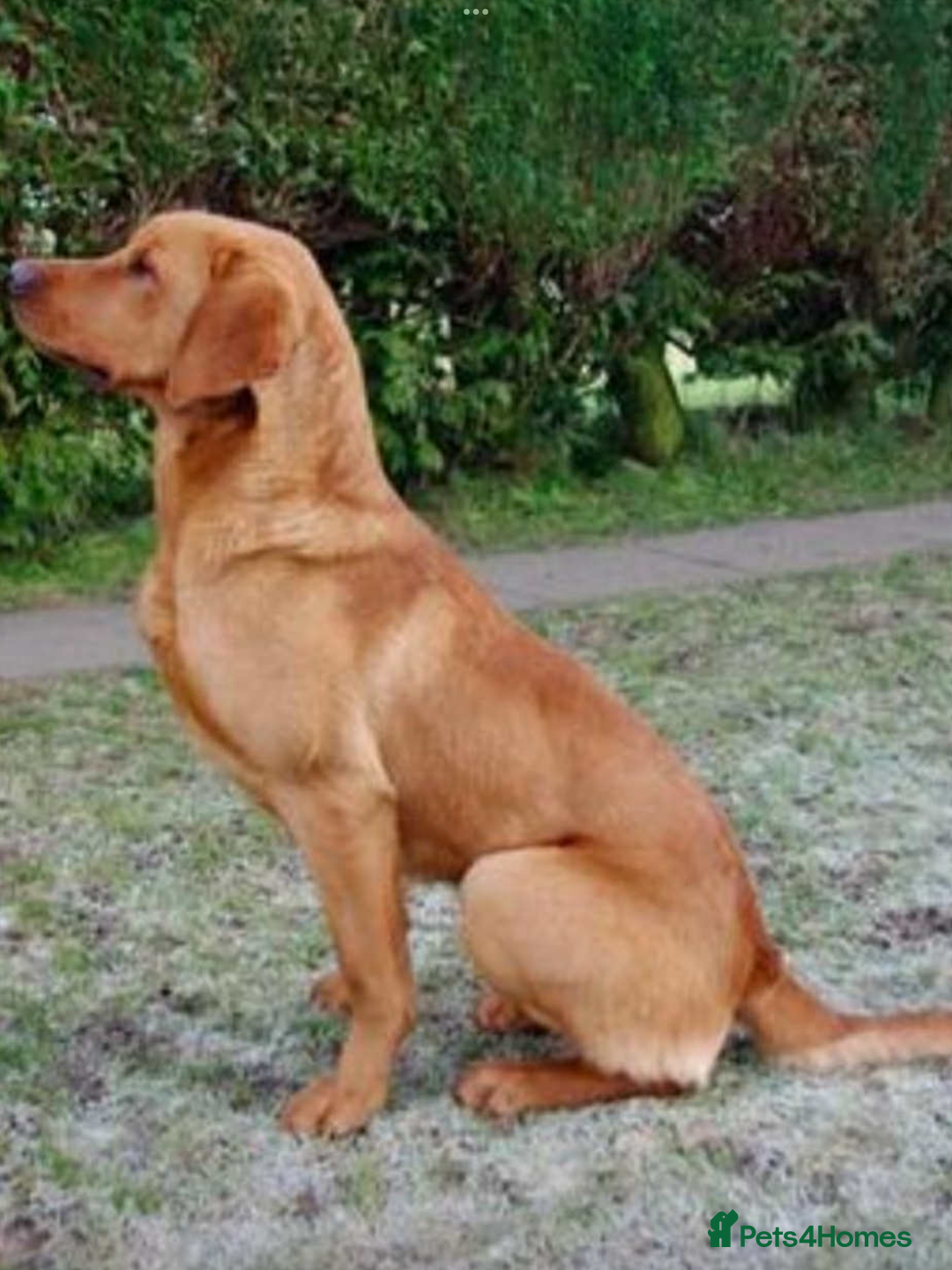 Labrador Retriever dogs for sale: KC Reg Fox Red Labrador pups.Council licensed. - Image 15