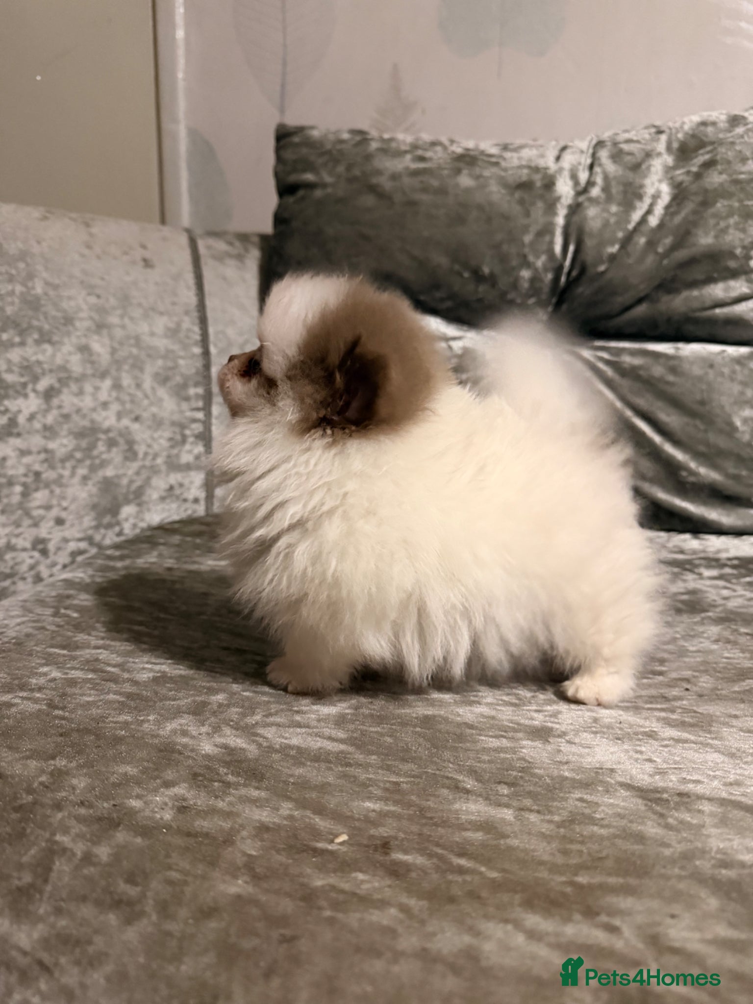 Pomeranian dogs Make true to type Pomeranian  - Advert 1